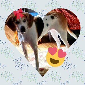 ❣ Meet your Posher, Rosecentric ❣
